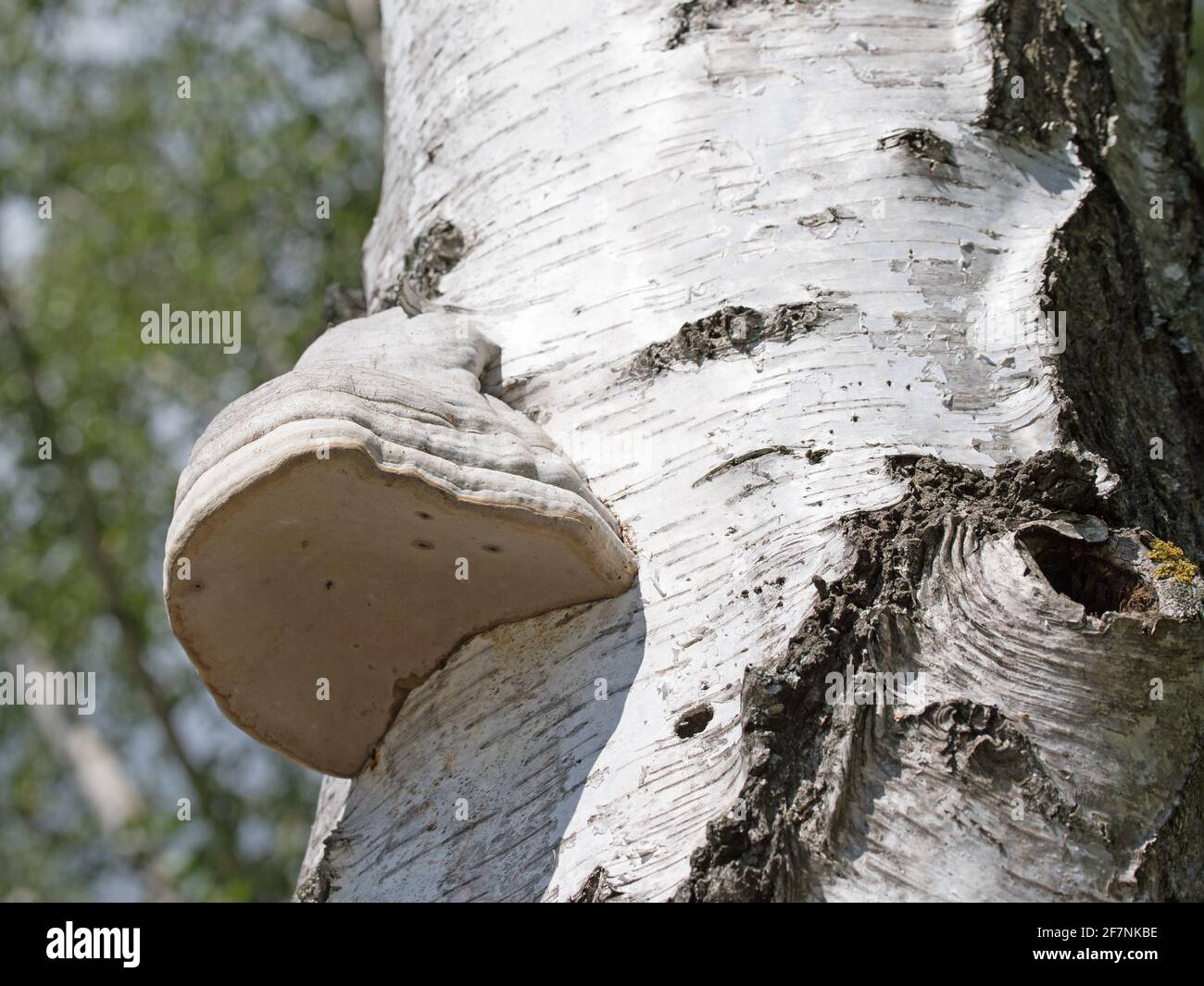 Fungo dell'albero, Birkenporling, Piptoporus betulinus, sul tronco di betulla Foto Stock