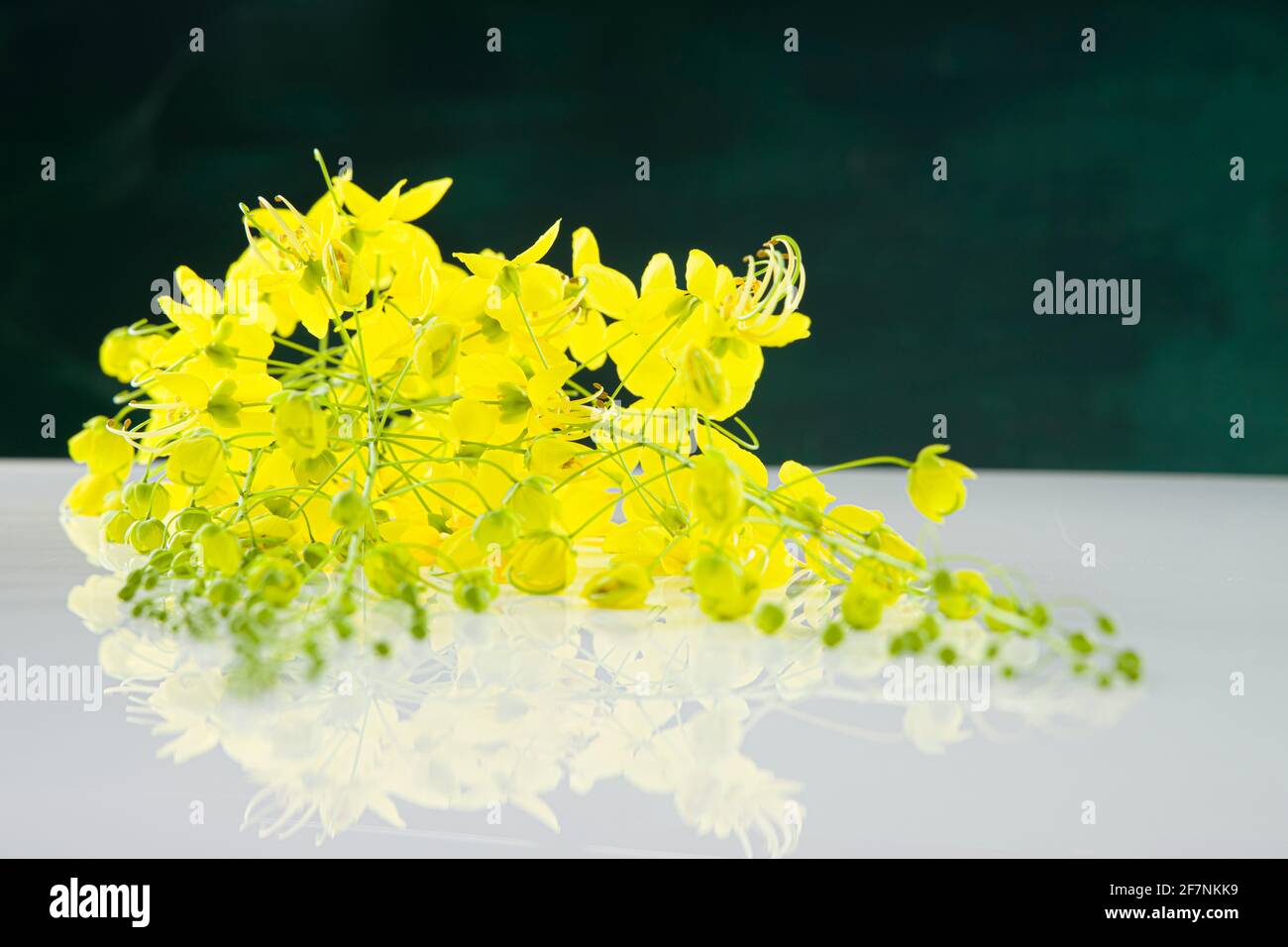 Fiori gialli di doccia dorata o fistola cassia che è comunemente noto in kerala come Kani konna, disposti su tessitura bianca con sfondo verde scuro Foto Stock