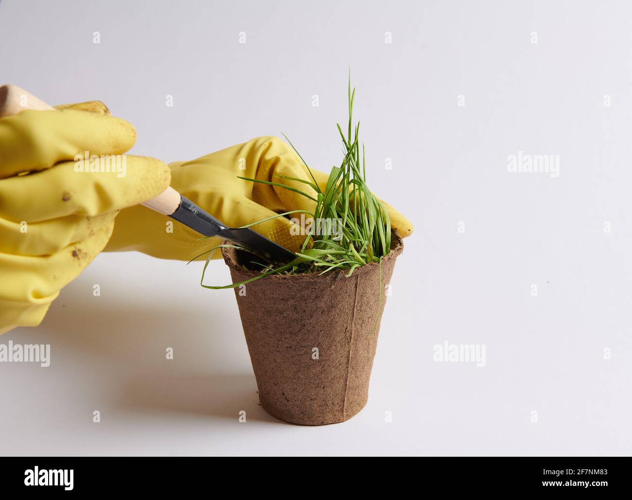 spruzzare erba verde in una pentola con terreno Foto Stock