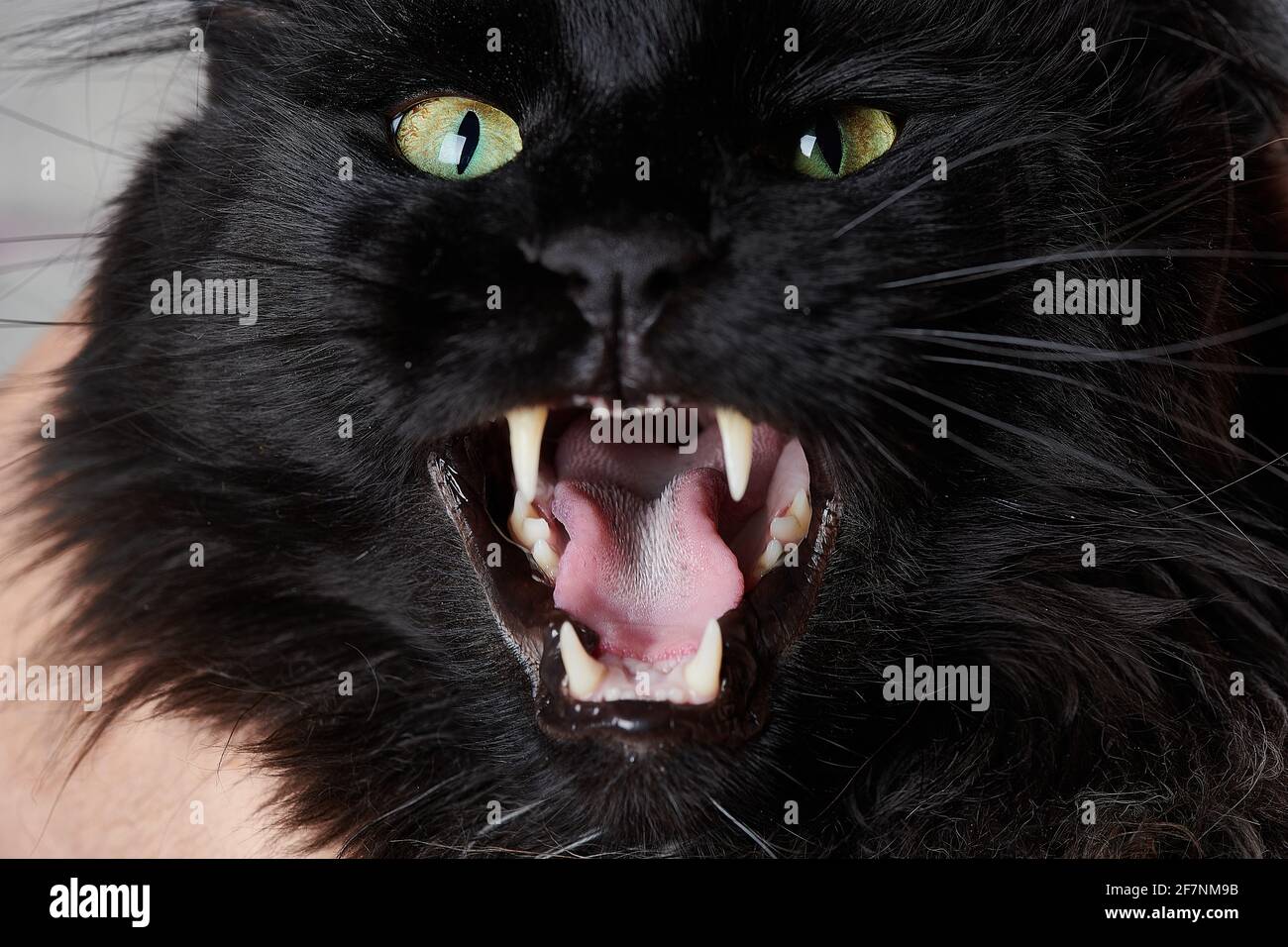 meowing gatto nero ha aperto la sua bocca grande Foto Stock