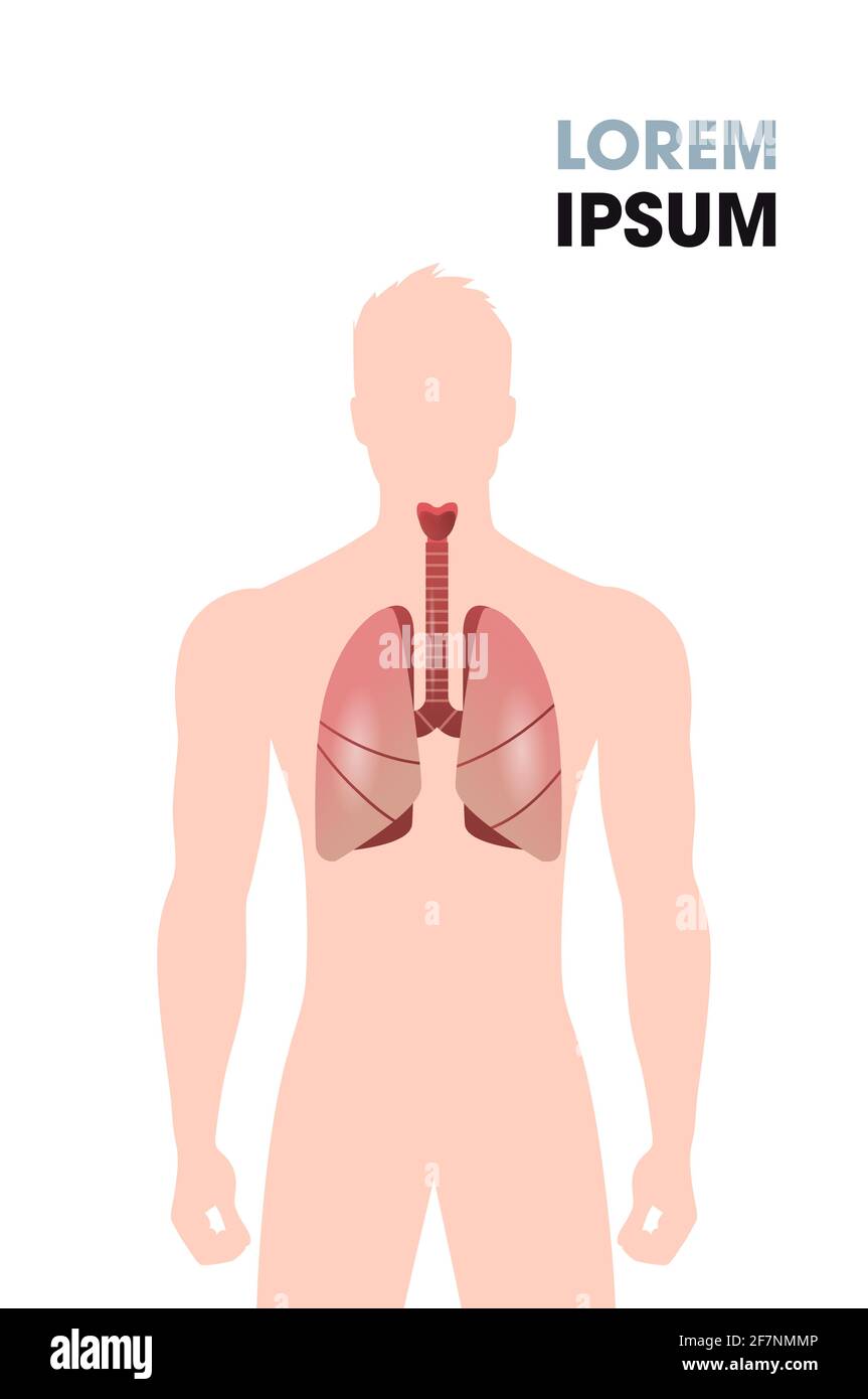 esofago umano trachea polmoni organi interni sistema respiratorio poster medico spazio di copia verticale orizzontale verticale Illustrazione Vettoriale