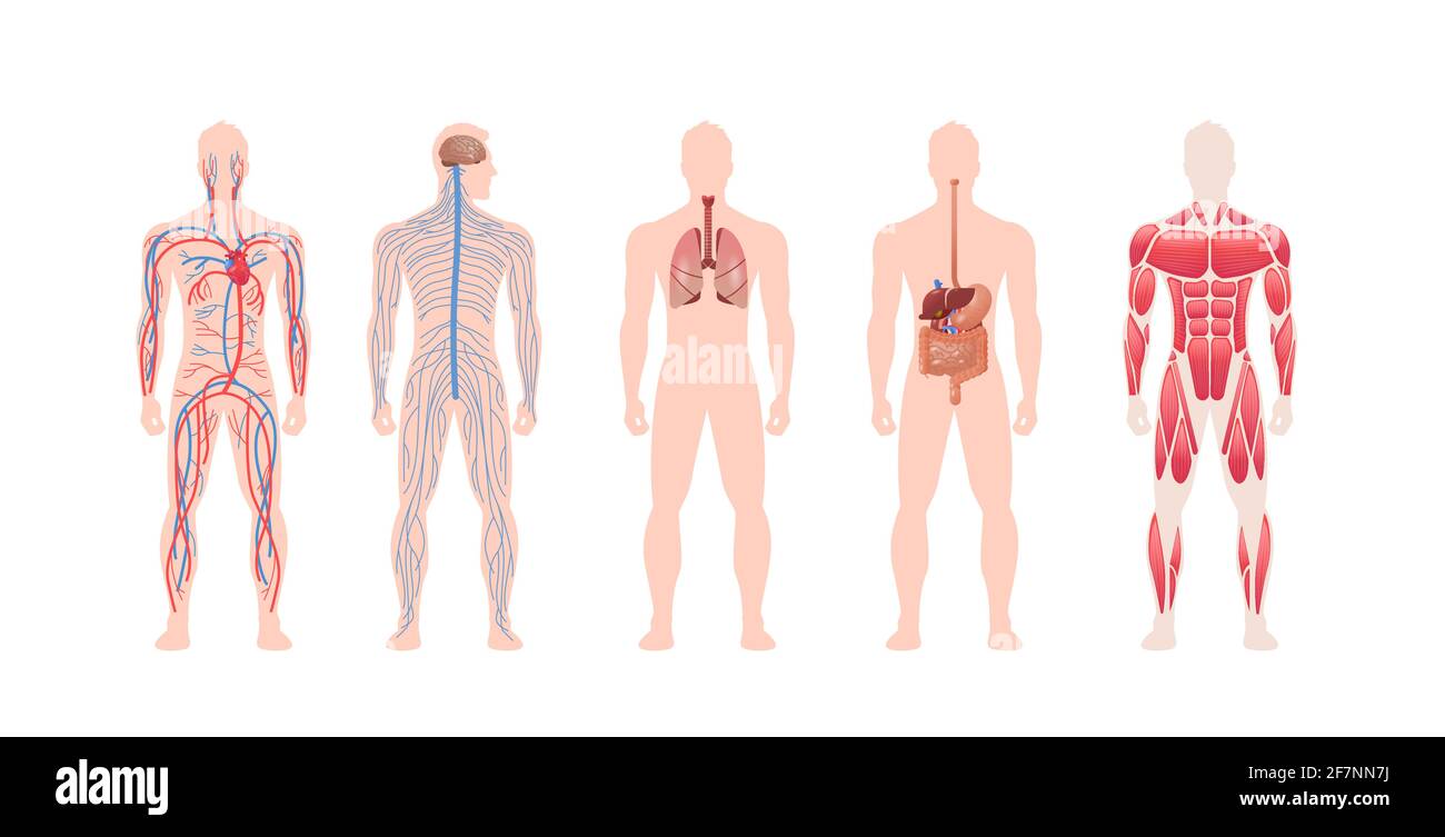 impostare organi interni del corpo umano sistema muscolare circolatorio nervoso struttura anatomia fisiologia vista frontale intera lunghezza orizzontale Illustrazione Vettoriale