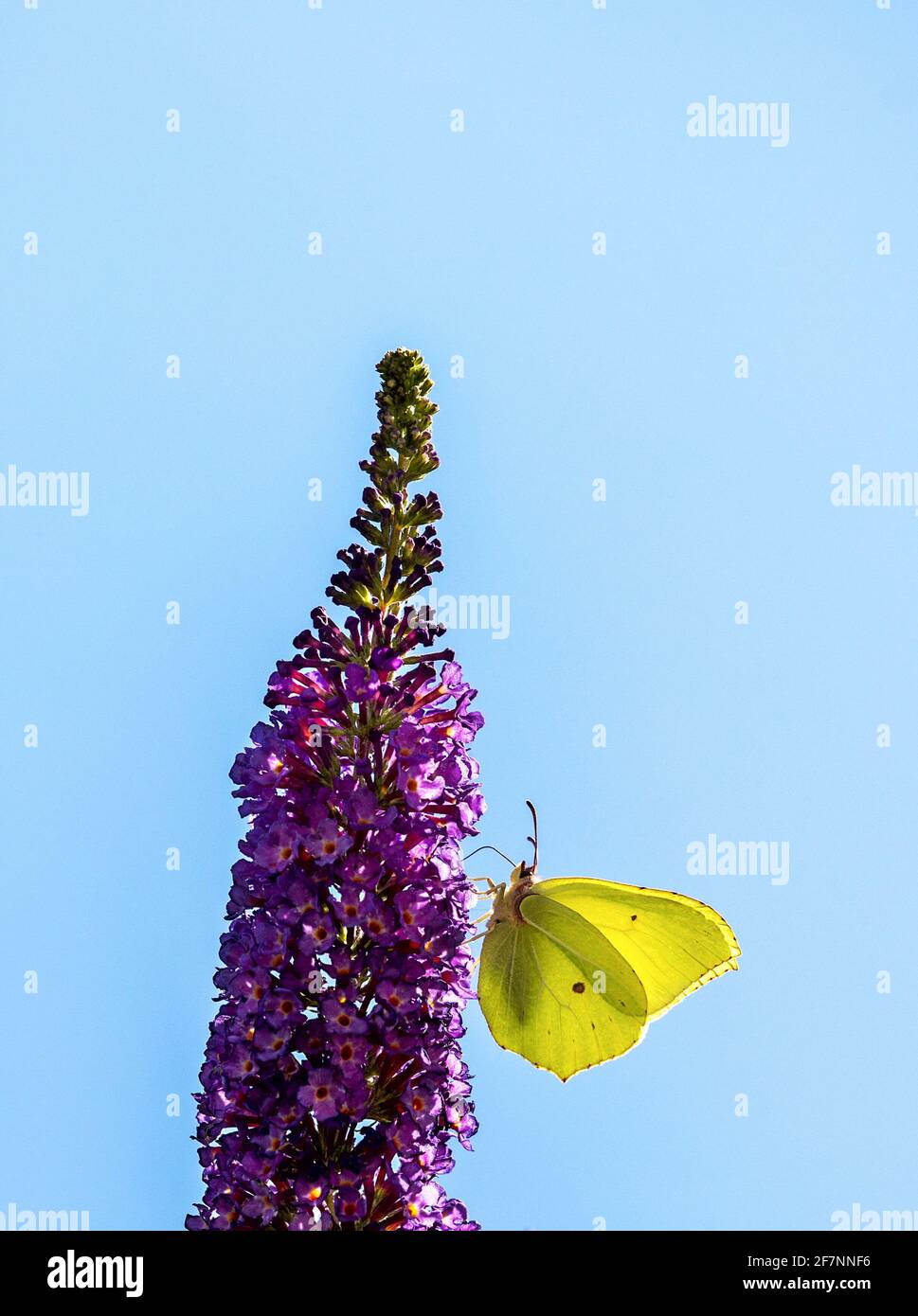 pietra comune che perching su una fioritura lilla estiva Foto Stock