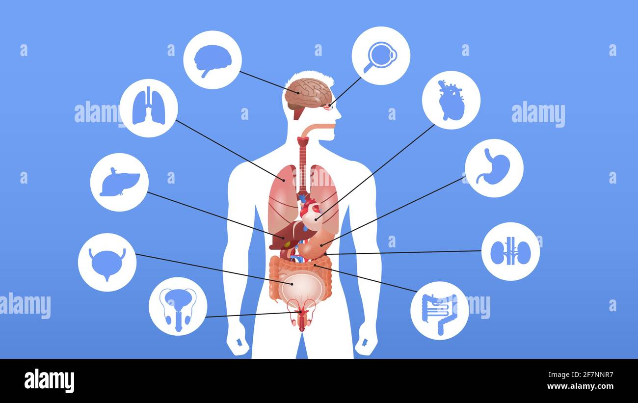 Corpo Umano Con Organi poster infografico della struttura del corpo umano con icone degli