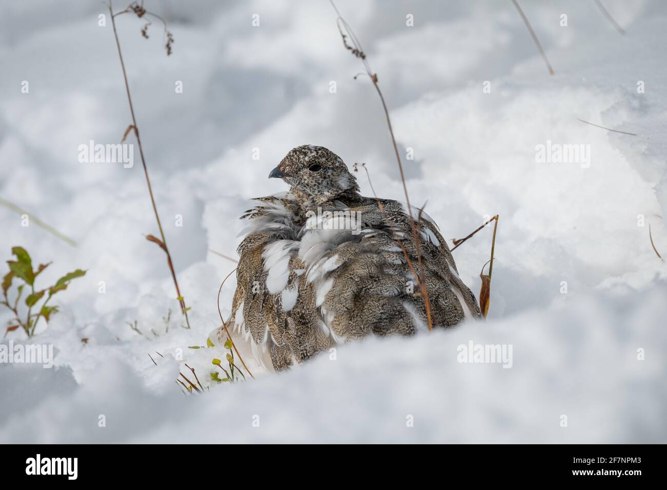 Grigio Partridge piuma marrone in pelo di neve sulla montagna Foto Stock