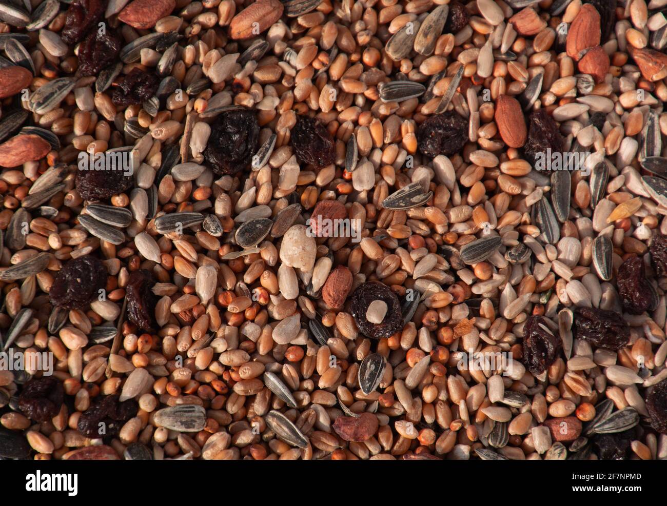 misto uccello feed sfondo con alimentazione soprattutto per l'inverno ora Foto Stock