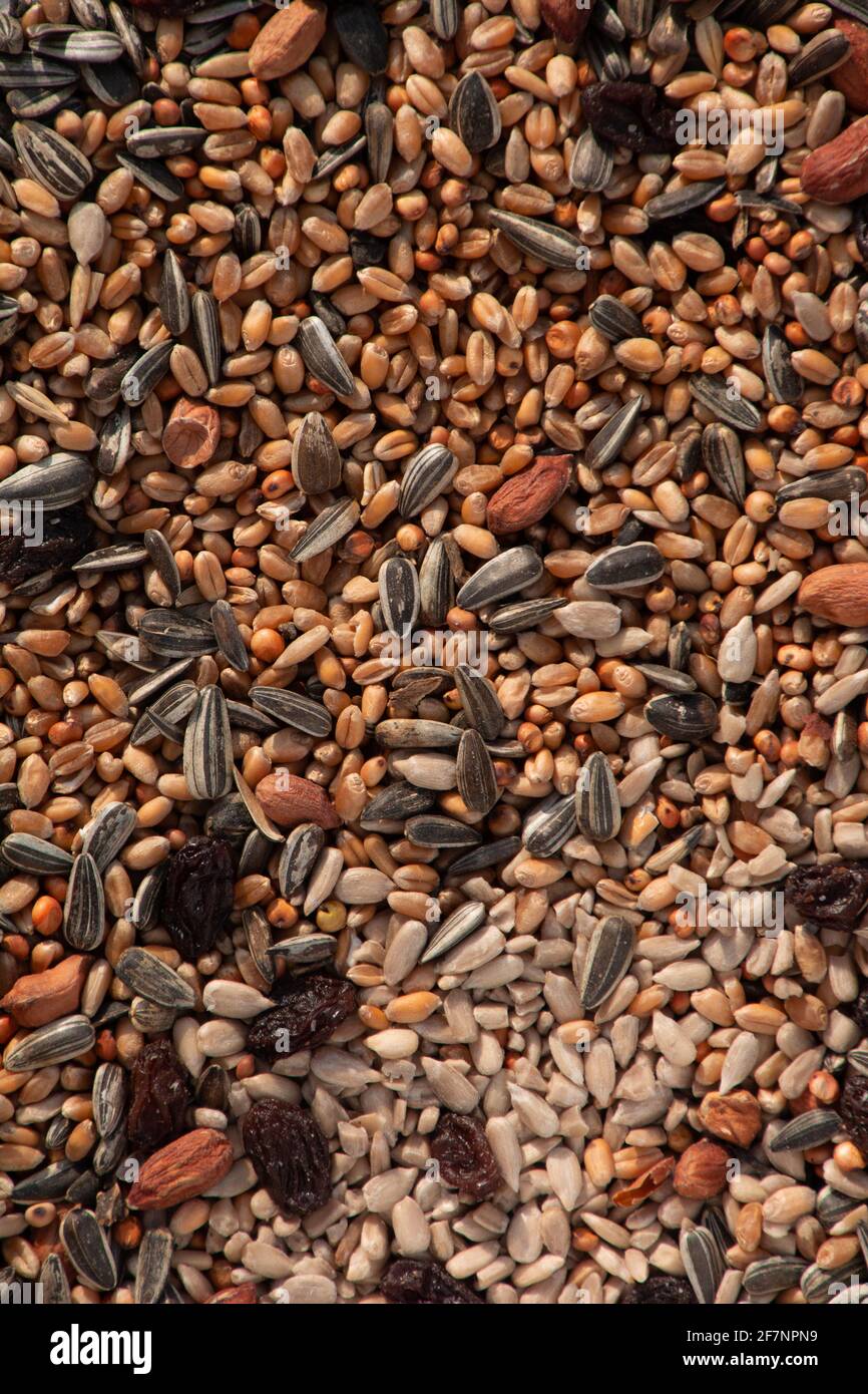 cibo misto sparso per uccelli con varietà di cereali e noci e uva passa soprattutto per l'inverno Foto Stock