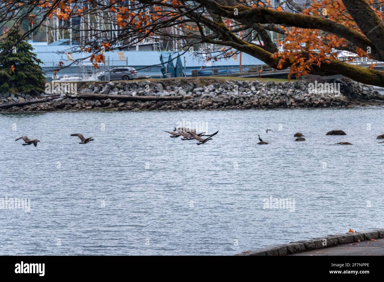 Flock of canada Goose che vola sul fiume nel parco pubblico Foto Stock
