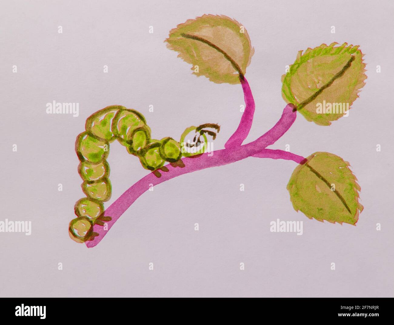 Green caterpillar strisciando su un ramo con una foglia, simpatico disegno acquerello per bambini. Foto Stock