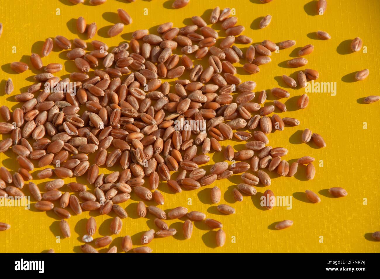grani organici di grano davanti a carta di colore giallo brillante come sfondo tema natura Foto Stock