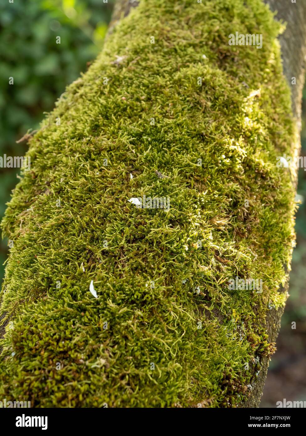 log mussoso di un albero con luce solare che colpisce il muschio bellissimo da un lato Foto Stock