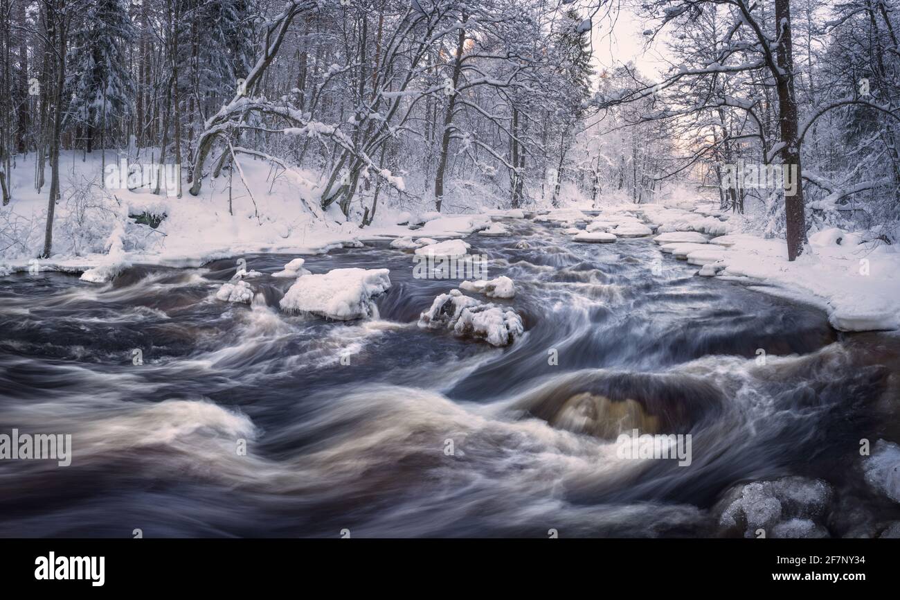 Scenic inverno paesaggio con fiume che scorre e la luce del mattino in Finlandia. Alberi innevati. Foto Stock