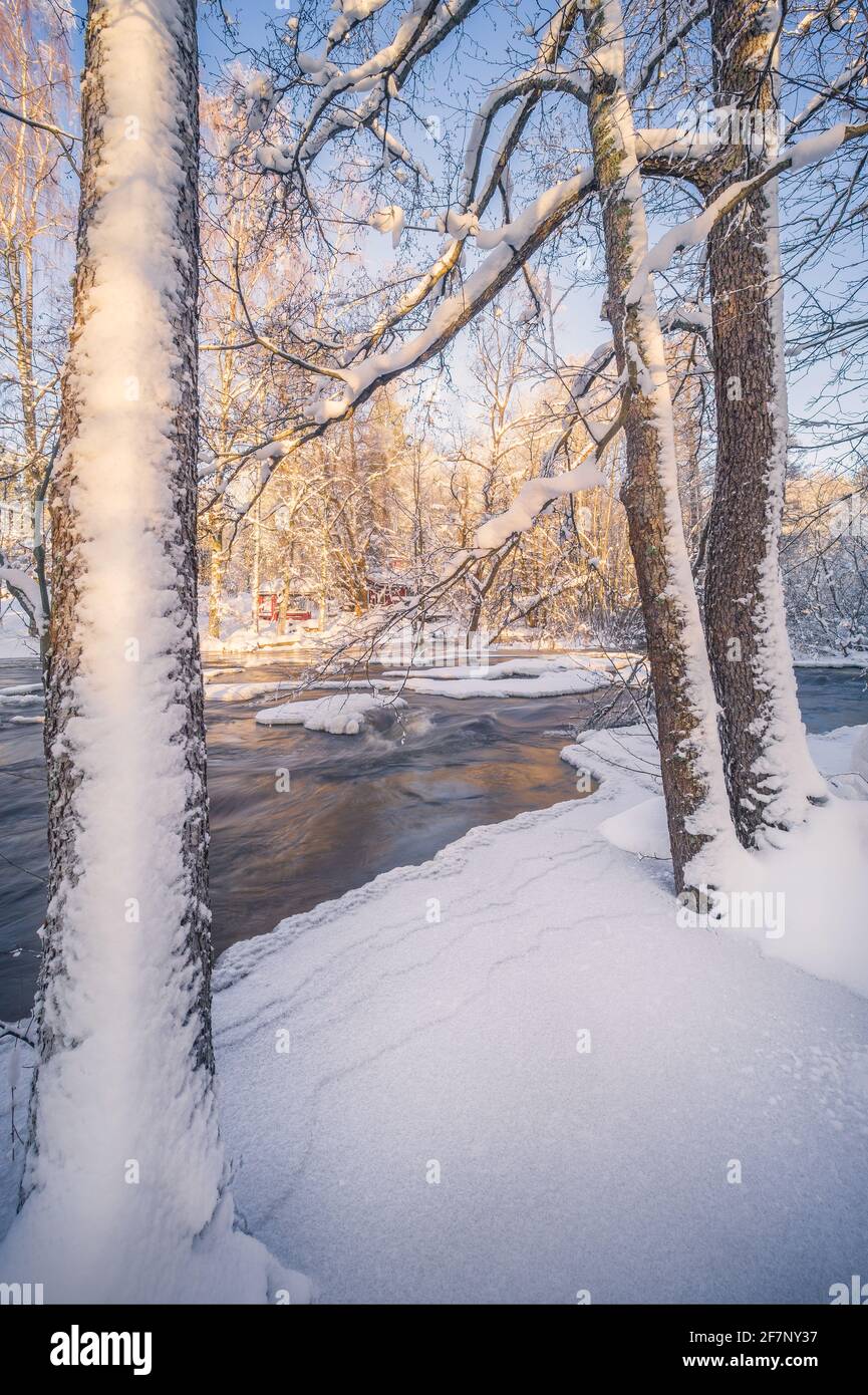 Scenic inverno paesaggio con fiume che scorre e la luce del mattino in Finlandia. Alberi innevati. Foto Stock