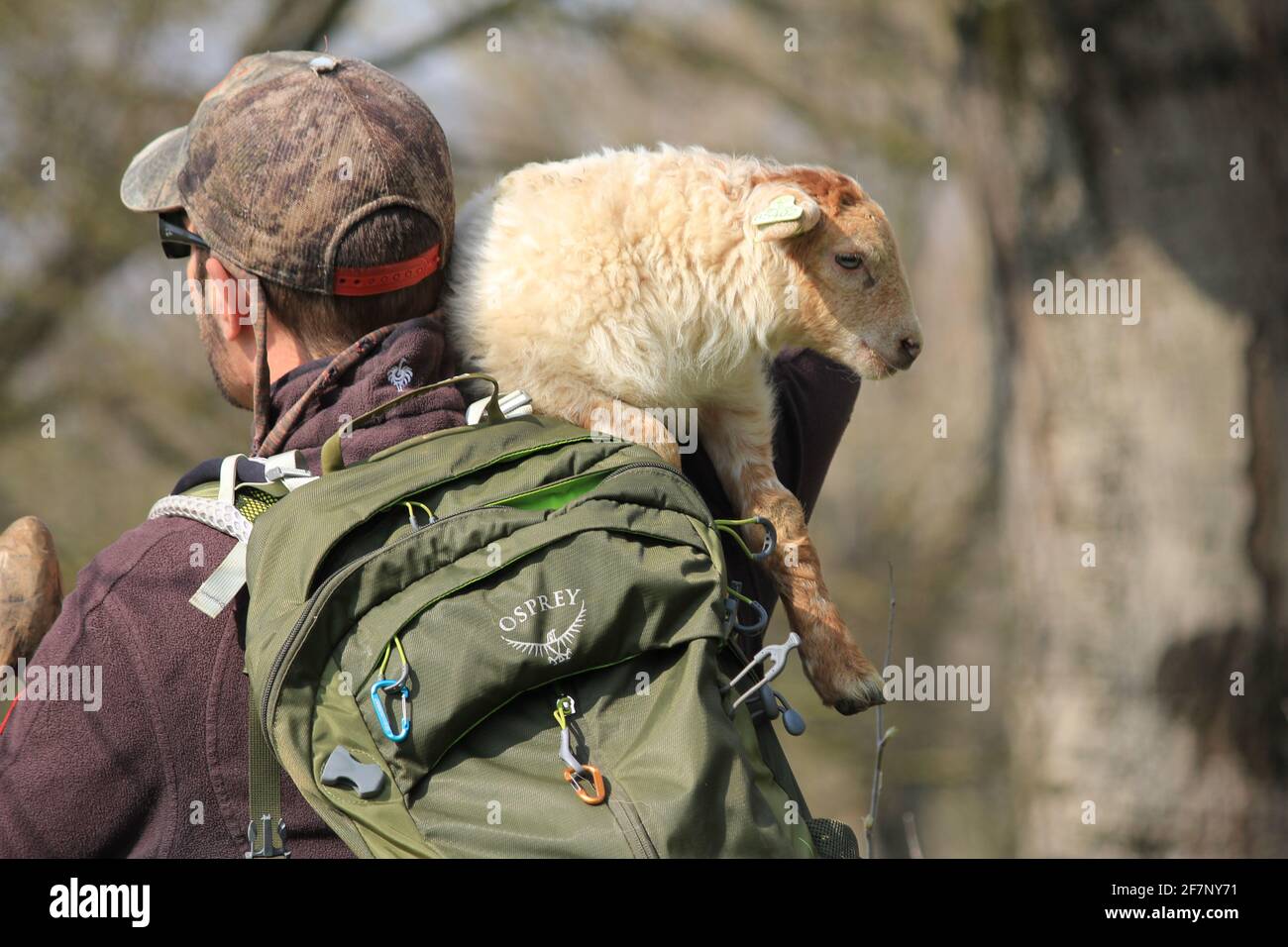Mandria di ovini nel parco cittadino di Staddijk a Nijmegen, Paesi Bassi Foto Stock