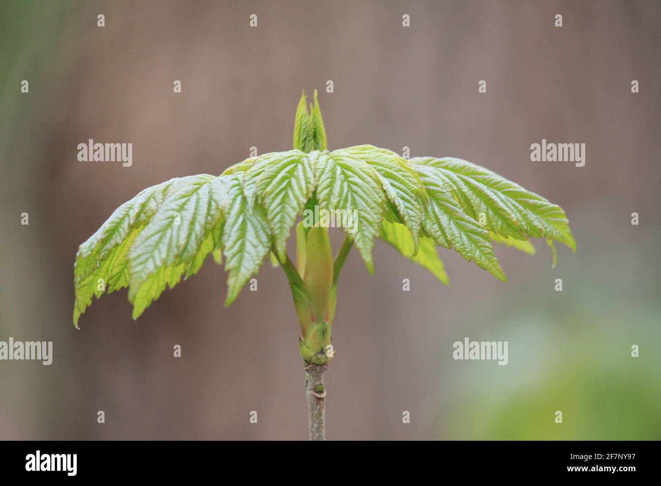 Acero Foto Stock
