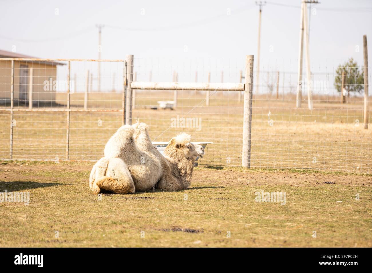 La gabbia dello zoo dietro la quale si trova la gabbia del cammello che il cammello Foto Stock