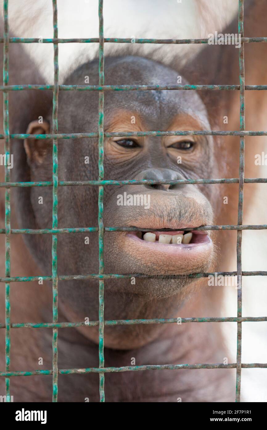 Orangutan allo zoo di Lopburi a Lopburi, Thailandia Foto Stock