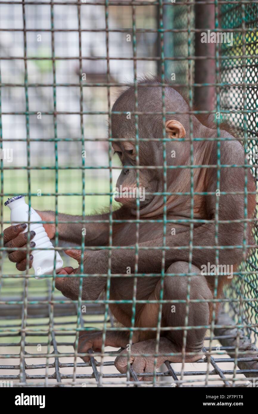 Baby orangutan allo zoo di Lopburi a Lopburi, Thailandia Foto Stock