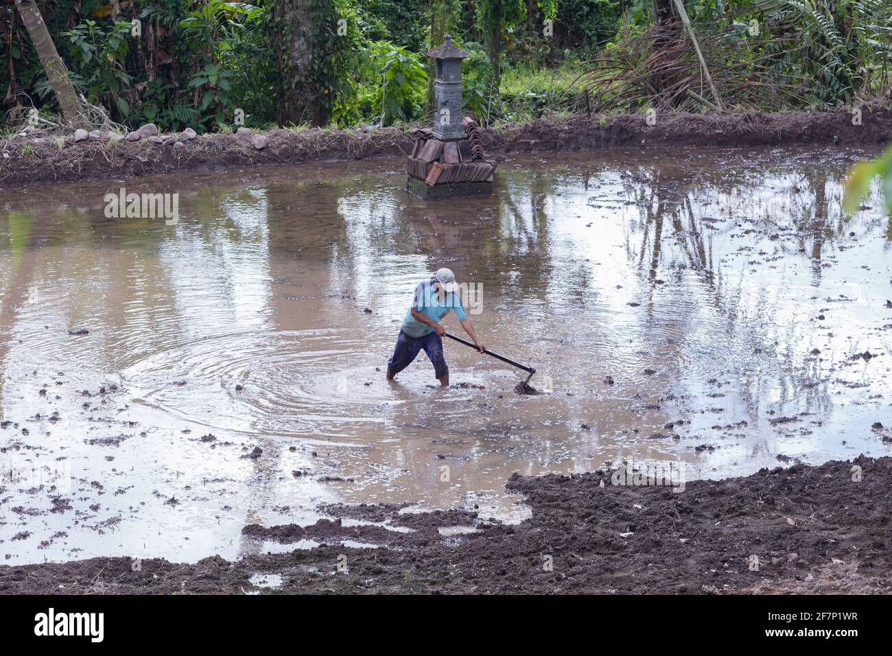 Coltivatore di riso, Bali, Indonesia Foto Stock