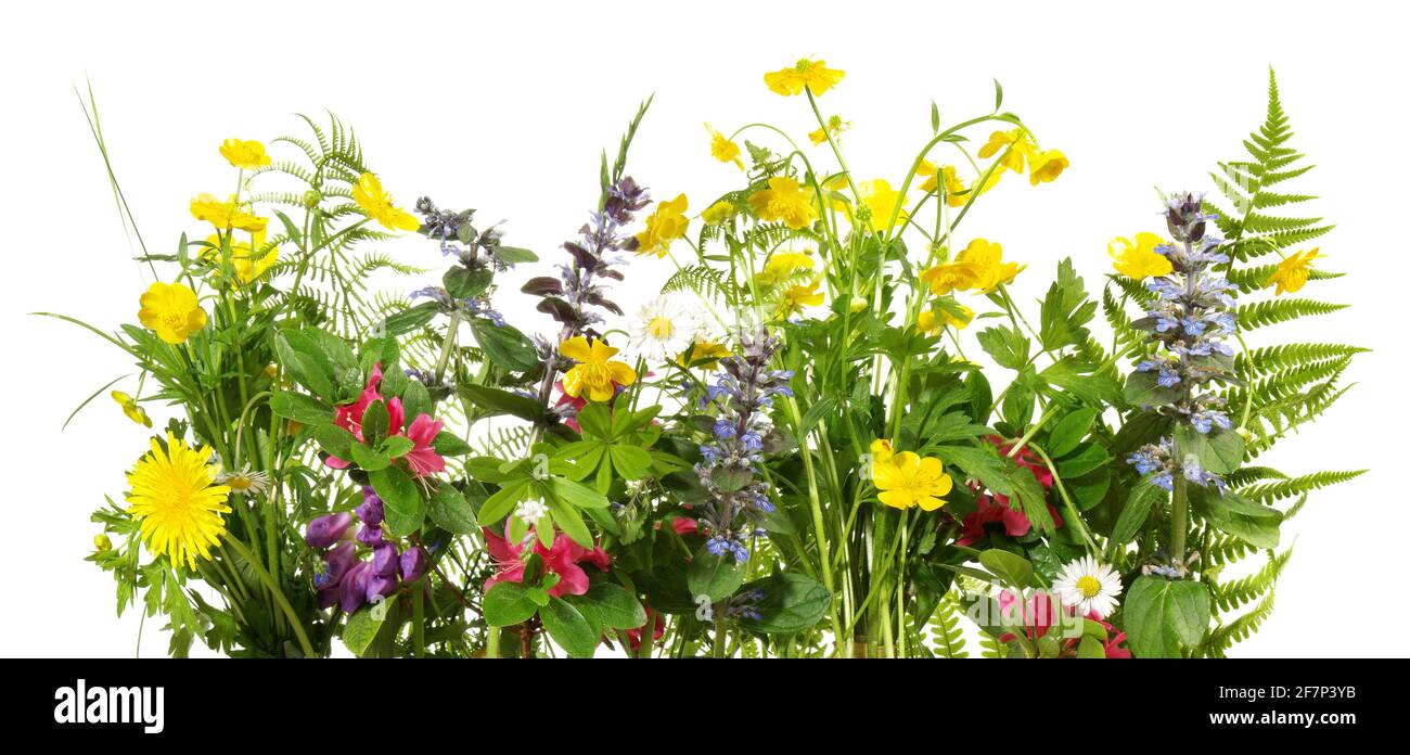 Prato selvatico fiori panorama isoladet su sfondo bianco Foto Stock