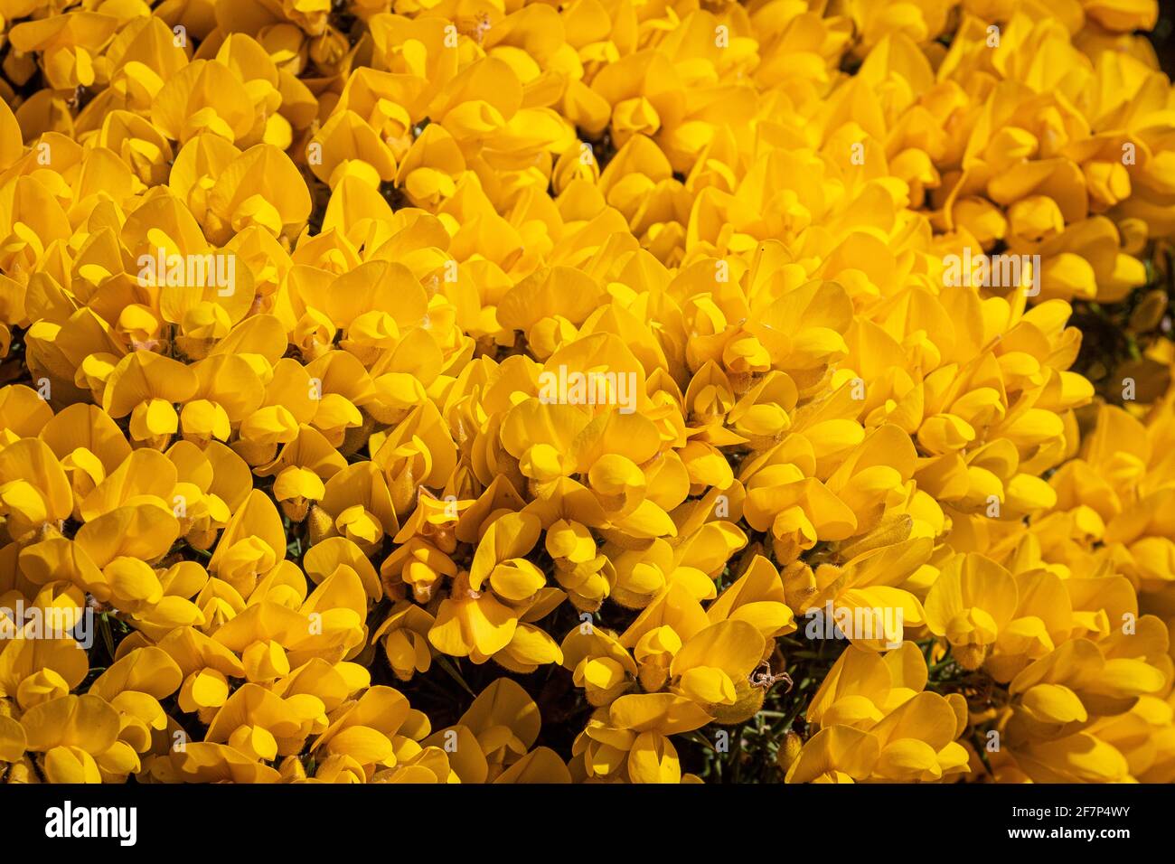 Cespuglio di gorse in fiore pieno, chiamato anche whin Scozia e furze nel sud-ovest dell'Inghilterra. Una cornice piena di fiori gialli luminosi al sole Foto Stock