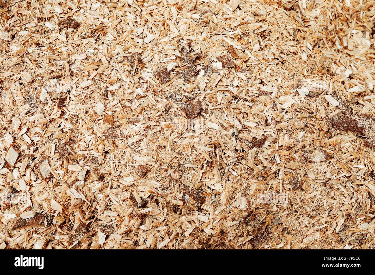 la struttura di segatura. produzione rifiuti in legno. macro foto di piccole patatine da segare legno Foto Stock