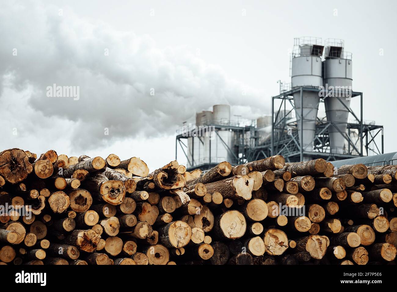 il caricatore frontale trasporta il legno raccolto in fabbrica. il trasporto industriale lavora in un magazzino. il caricamento di materie prime di legno su un trasportatore Foto Stock