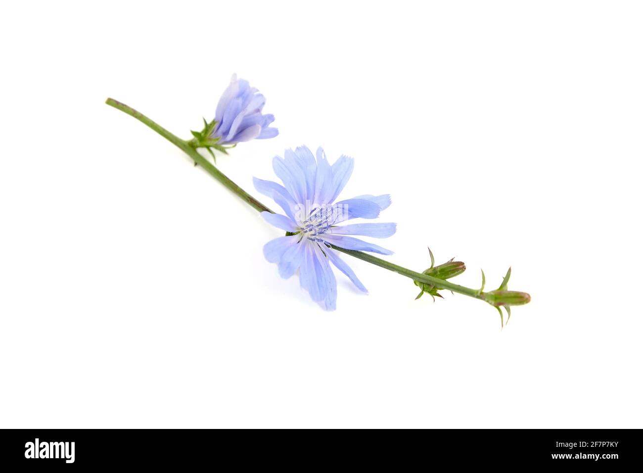Fiore di cicoria isolato su sfondo bianco. Gambo con fiori di petalo blu brillante Foto Stock