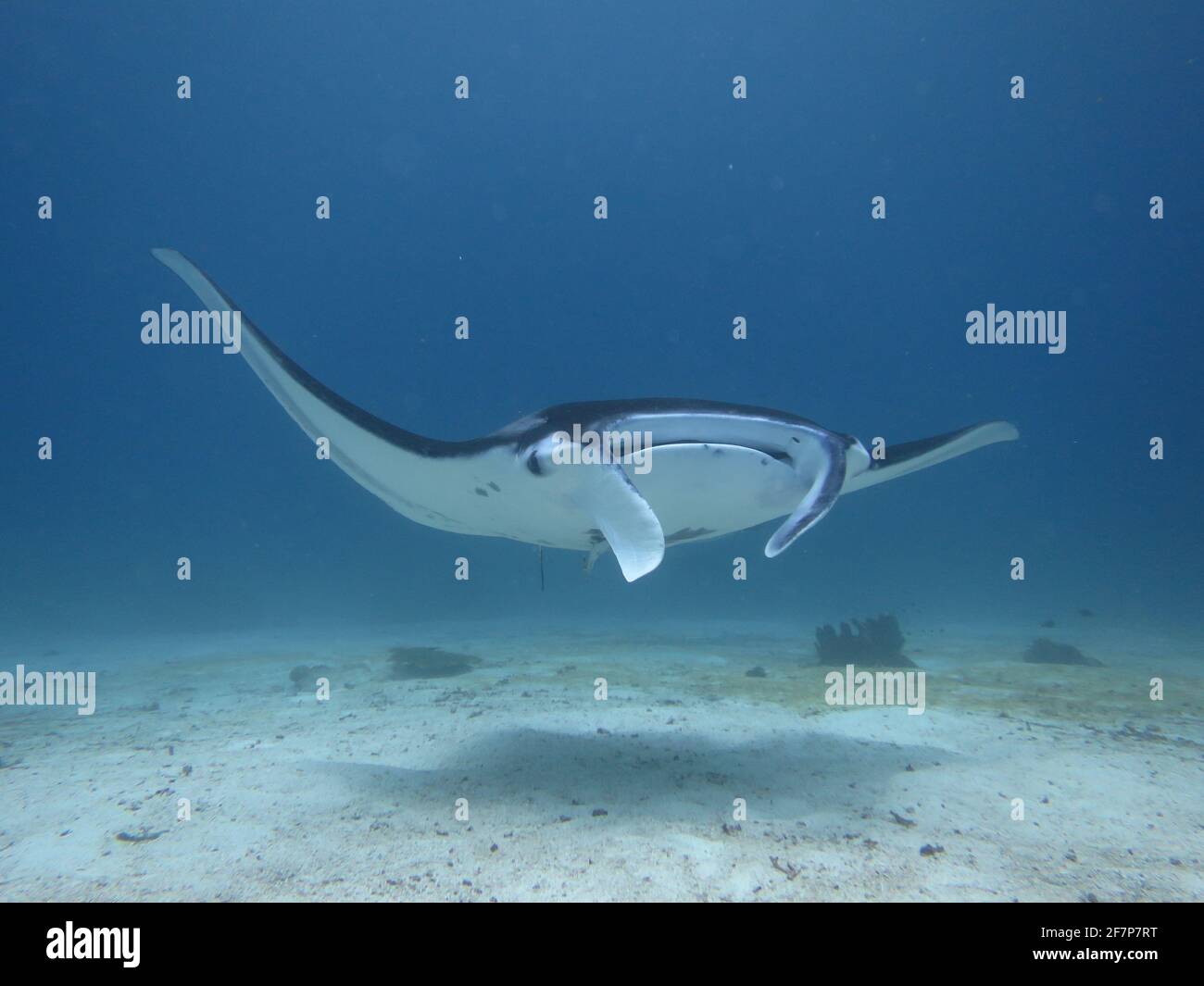 (210409) -- WELLINGTON, 9 aprile 2021 (Xinhua) -- questa foto non datata mostra un raggio Manta sul fondo dell'Oceano Pacifico. Una ricerca condotta dall'Università di Auckland ha dimostrato per la prima volta su scala globale e su tutti i tipi di specie che la vita marina sta cambiando la sua distribuzione allontanandosi dall'equatore in risposta diretta al cambiamento climatico. PER ANDARE CON 'il cambiamento climatico spinge il movimento globale delle specie marine lontano dall'equatore: Studio' (foto di Mark Costello/Xinhua) Foto Stock