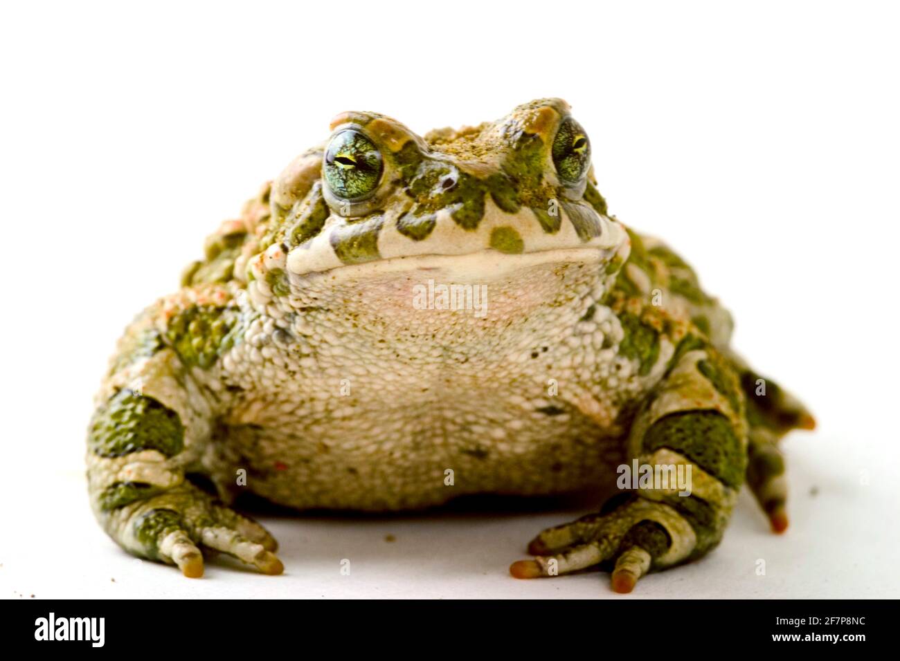 Punta verde, punta variegata (Bufo viridis), vista frontale, ritaglio Foto Stock