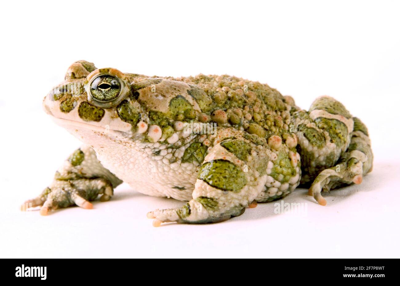 Punta verde, punta variegata (Bufo viridis), vista laterale, ritaglio Foto Stock