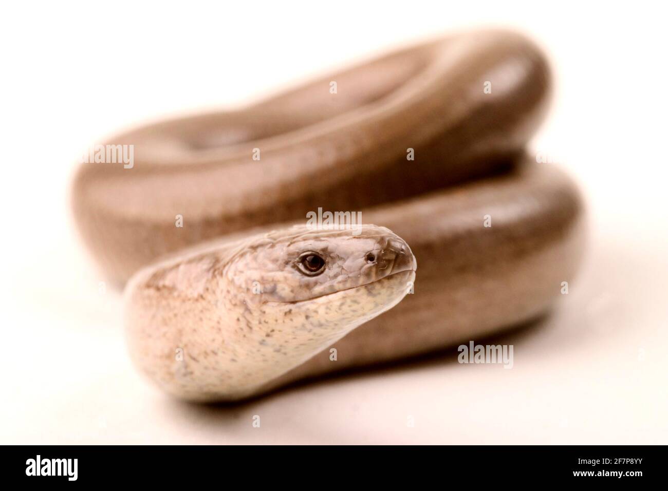 Verme lento europeo, verme bendato, verme lento (Anguis fragilis), vista frontale, ritaglio Foto Stock