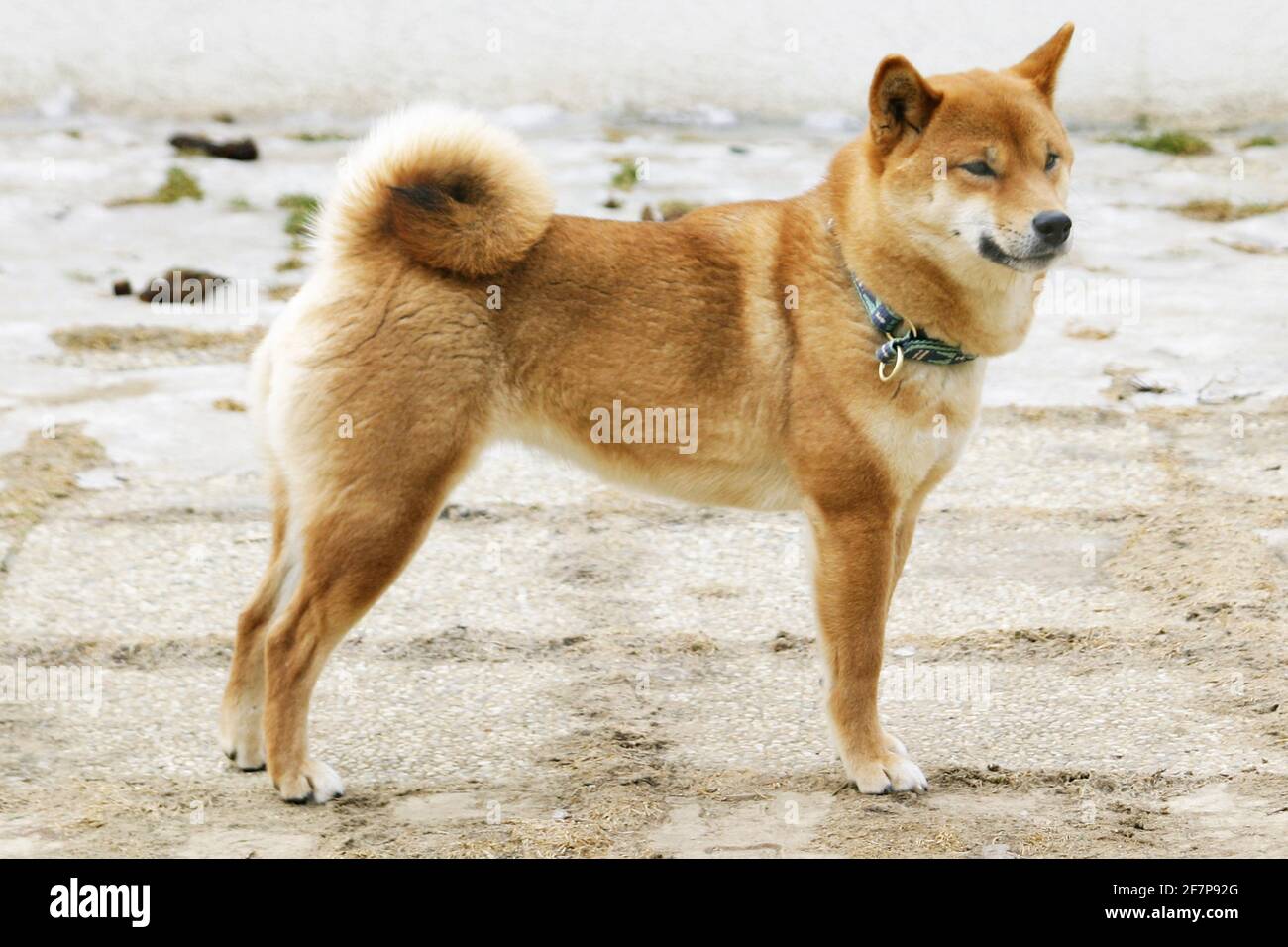 Shiba Inu (Canis lupus F. familiaris), in piedi, vista laterale Foto Stock