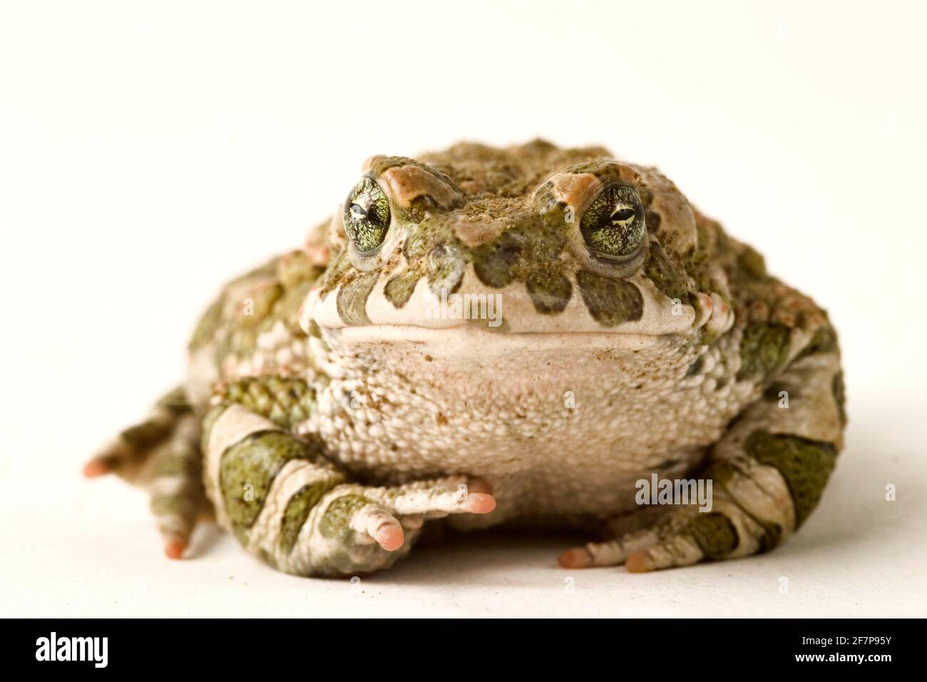 Punta verde, punta variegata (Bufo viridis), vista frontale, ritaglio Foto Stock