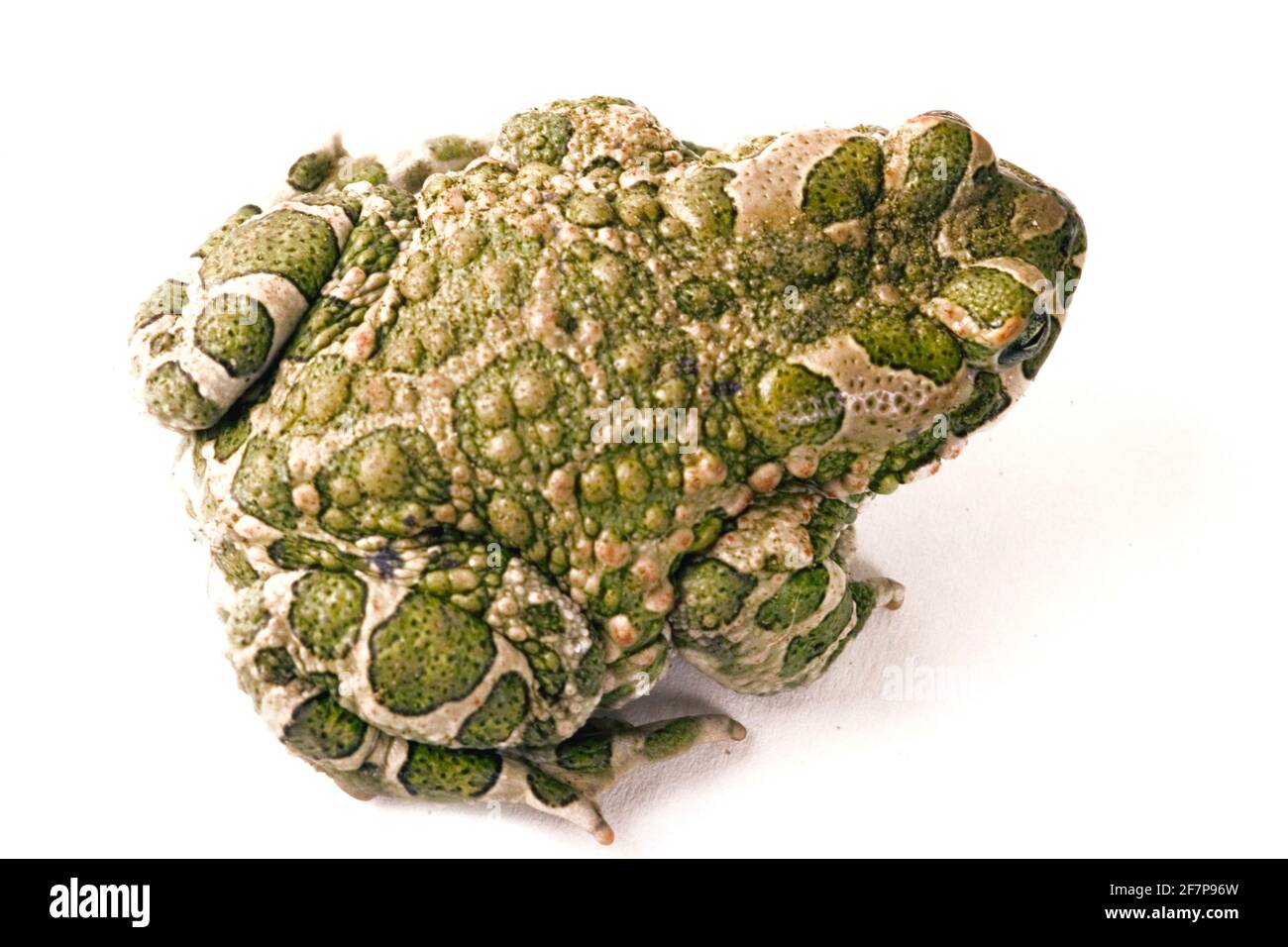 Punta verde, punta variegata (Bufo viridis), vista dall'alto, ritaglio Foto Stock