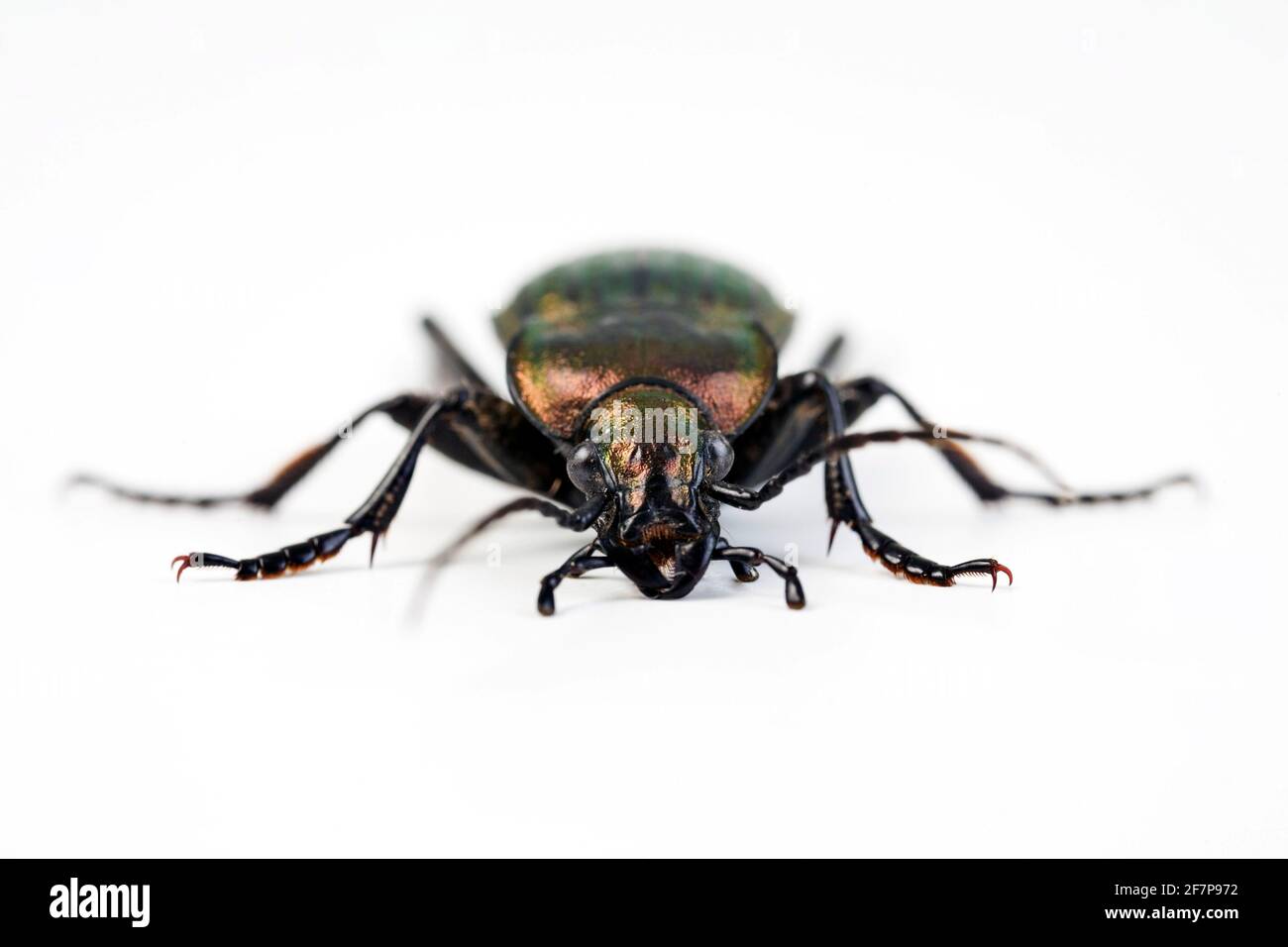 Coleottero al suolo (Carabus monilis), vista frontale, ritaglio Foto Stock
