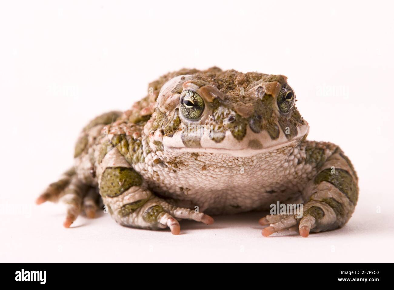 Punta verde, punta variegata (Bufo viridis), vista frontale, ritaglio Foto Stock