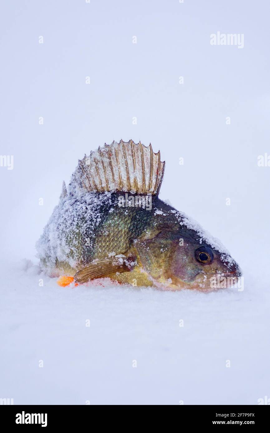 pesca fluviale invernale