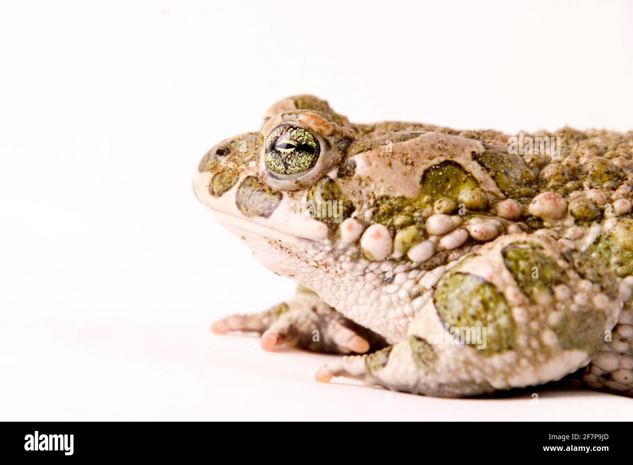 Punta verde, punta variegata (Bufo viridis), ritratto, vista laterale, ritaglio Foto Stock