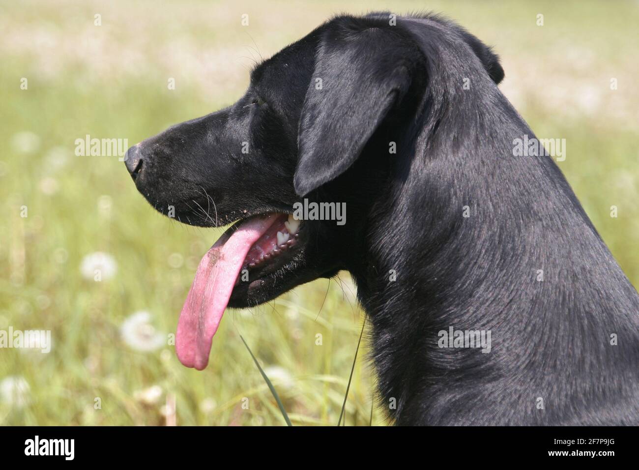 Labrador Retriever (Canis lupus F. familiaris), Labrador nero in un prato con la lingua che pende, ritratto Foto Stock