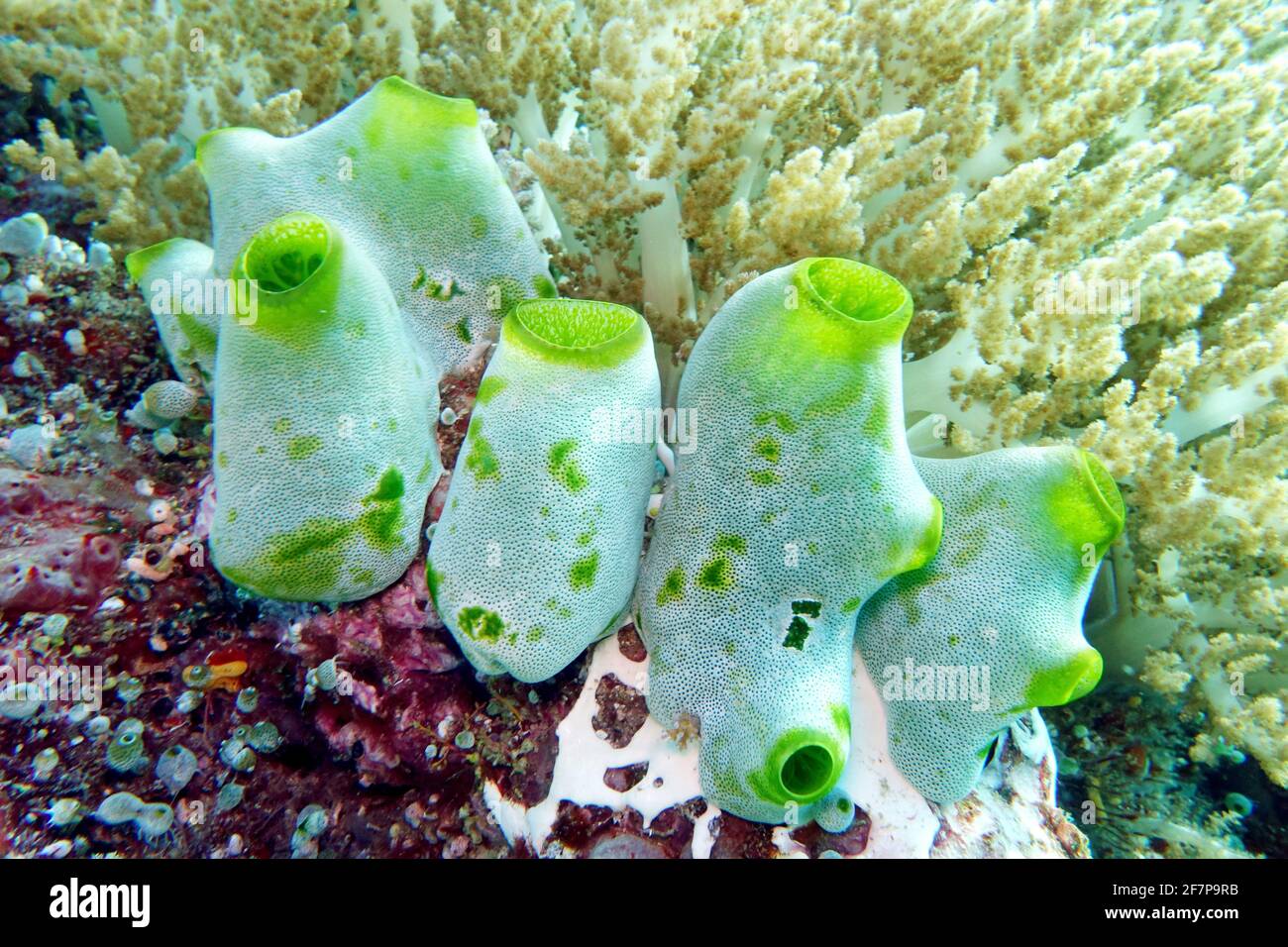 Green reef Sea-squirt (Didemnum molle), presso una barriera corallina, Indonesia, Molucche Foto Stock