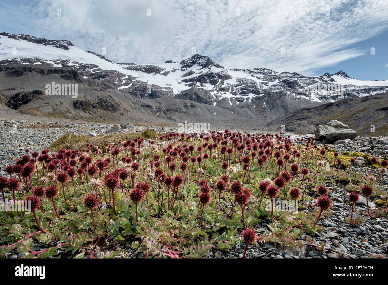 Shackleton Valley, vicino a Stromness, isola della georgia meridionale, antartide Foto Stock