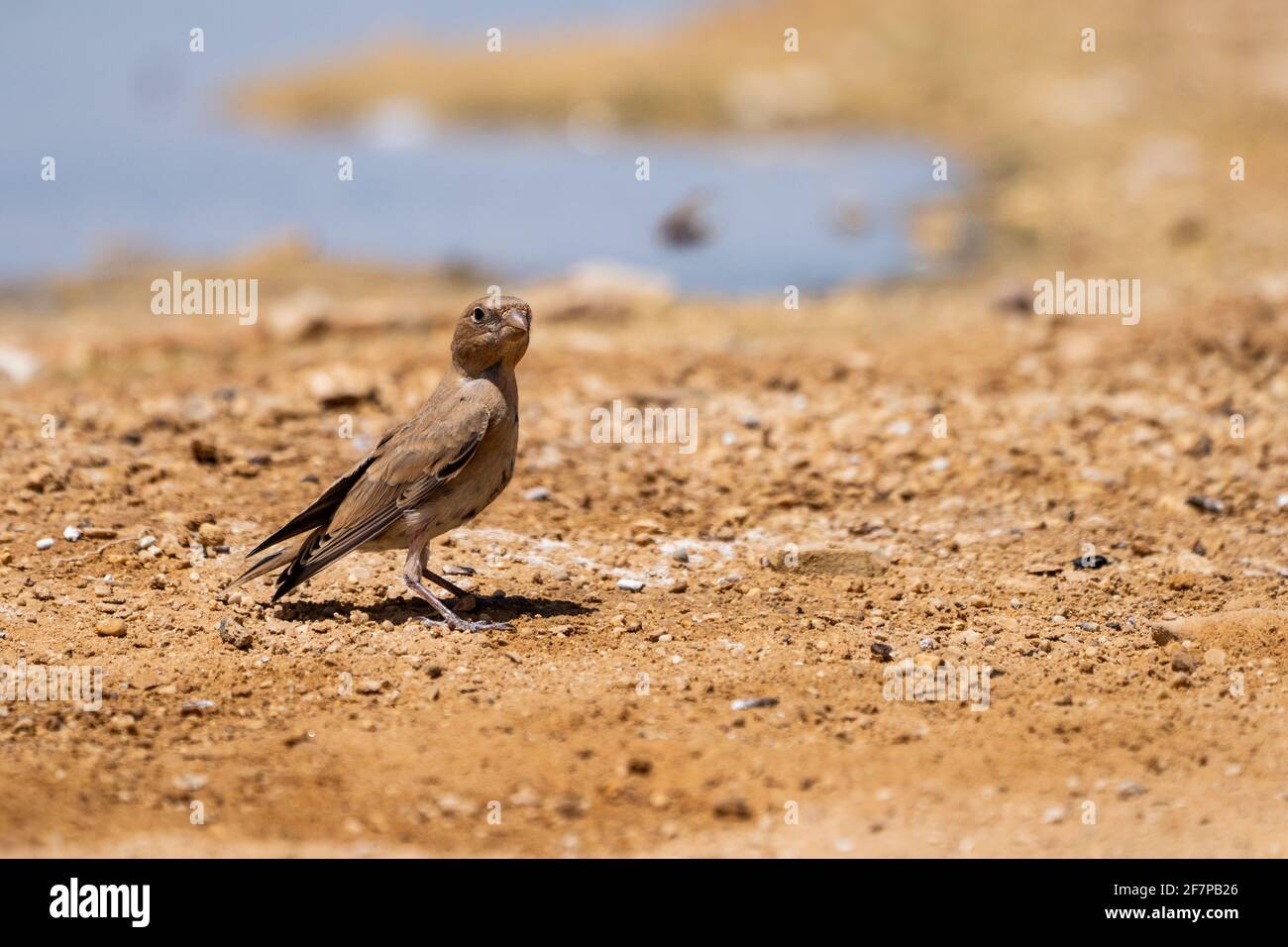 Finch deserto (Rhodospiza obsoleta precedentemente Carduelis obsoleta) vicino ad un pozze d'acqua nel deserto di Negev, israele. L'uccello è davvero un residuo del deserto Foto Stock