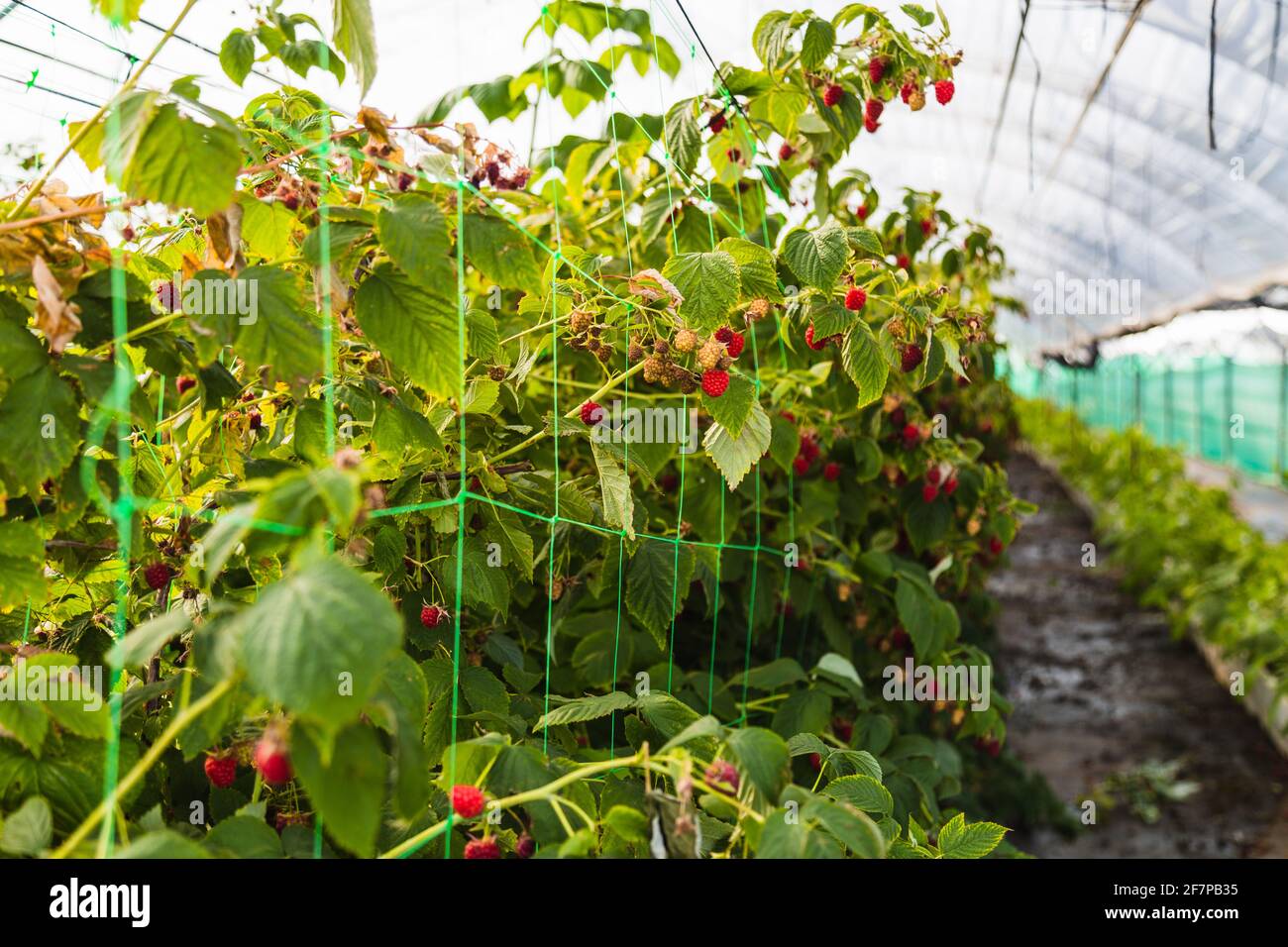 Serre di frutta pronte per piantare e raccogliere. Lamponi e mirtilli. Agricoltura. Cibo sano Foto Stock