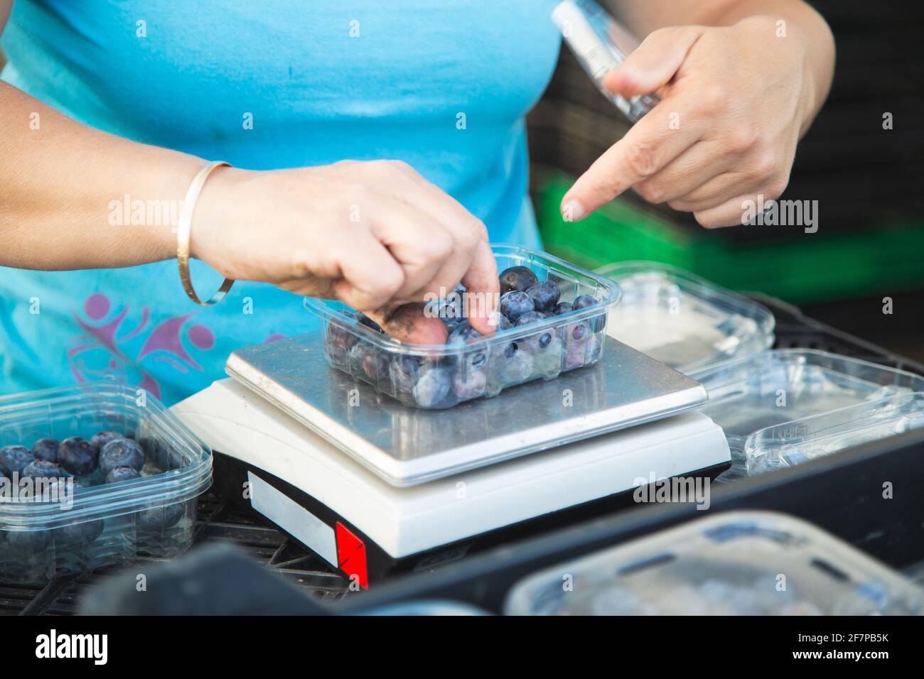 Donna che raccoglie mirtilli, primo piano di mani e bacche che che crescono sui cespugli, stagione raccolta mirtillo. Foto Stock