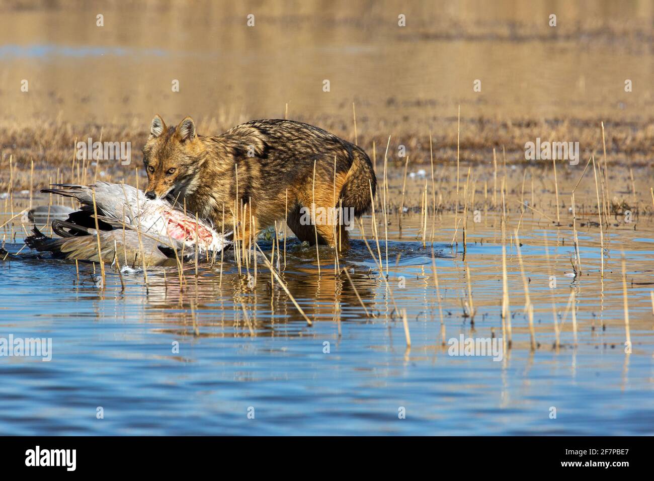 Golden Jackal (Canis aureus), mangia una gru comune (grus grus). Fotografato nella Valle di Hula Israele Foto Stock