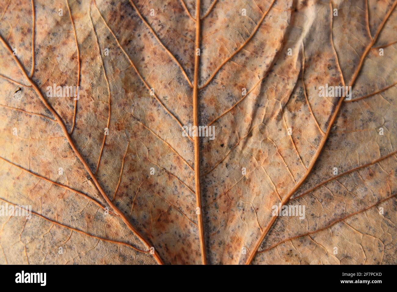 Foglia secca. Dettagli raffinati, sfondo marrone della natura Foto Stock