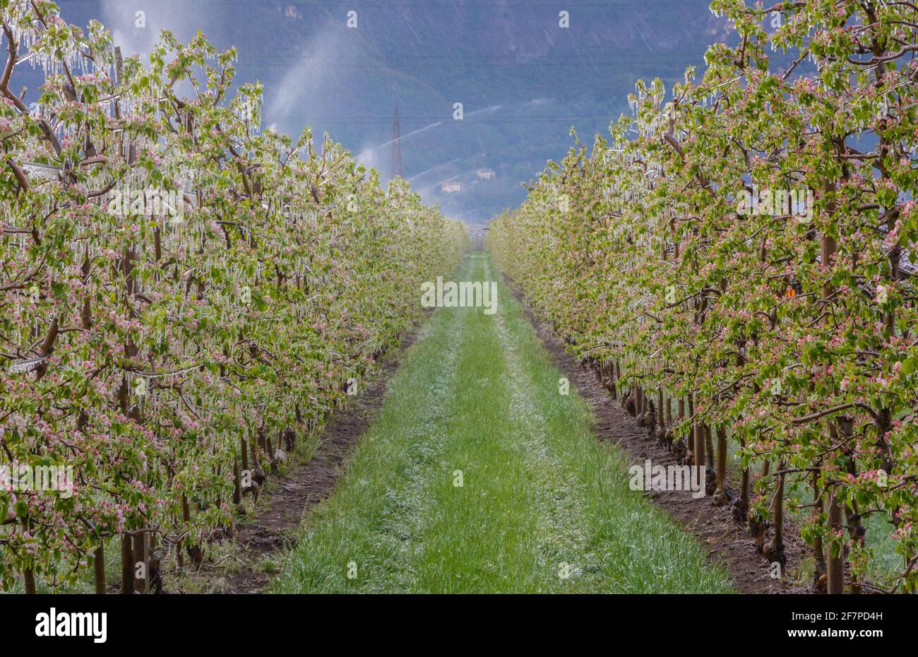 Fiori di mela ricoperti di uno strato di ghiaccio frizzante. Stalattiti di ghiaccio sulle piante di mela dopo l'annaffiatura che impedisce il congelamento del fiore Foto Stock