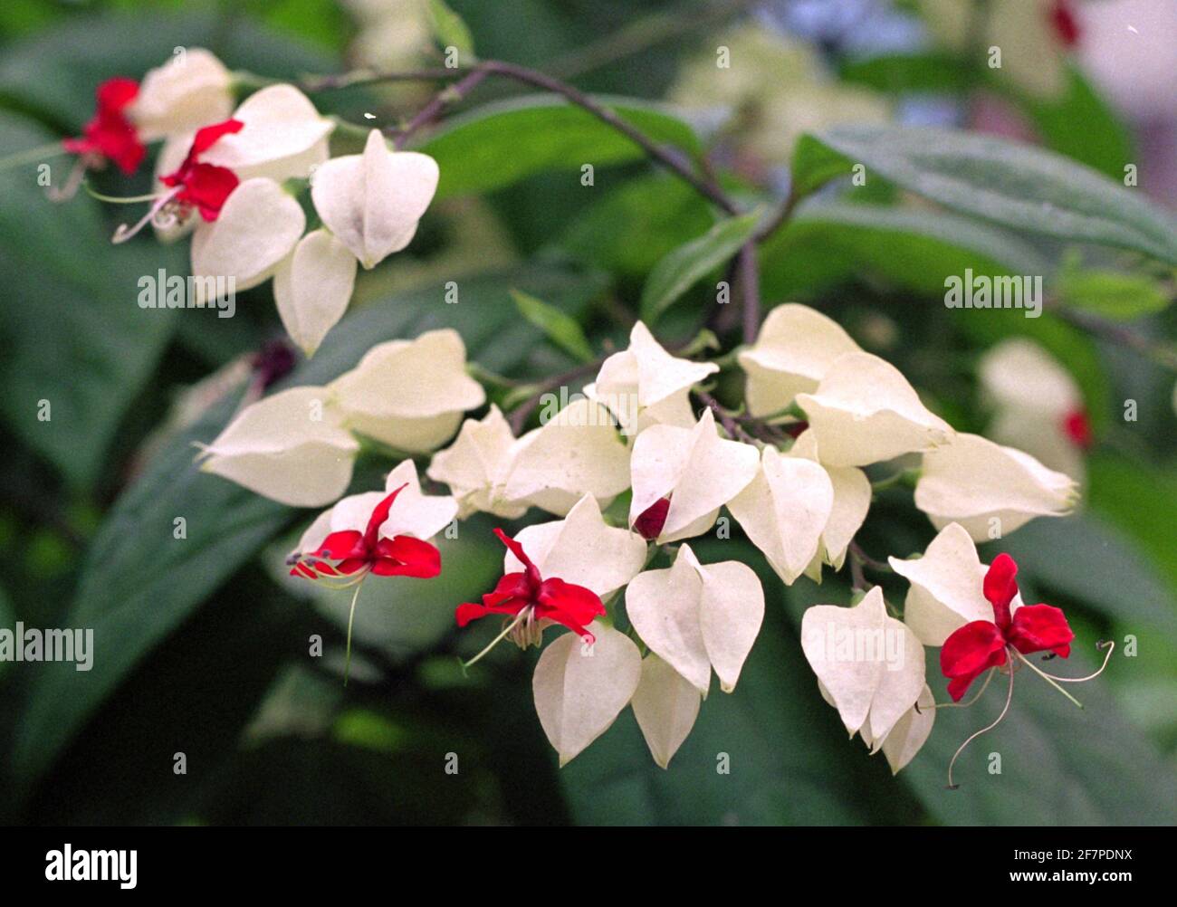 Clerodendrum dalla forma unica e dai colori vivaci Foto Stock