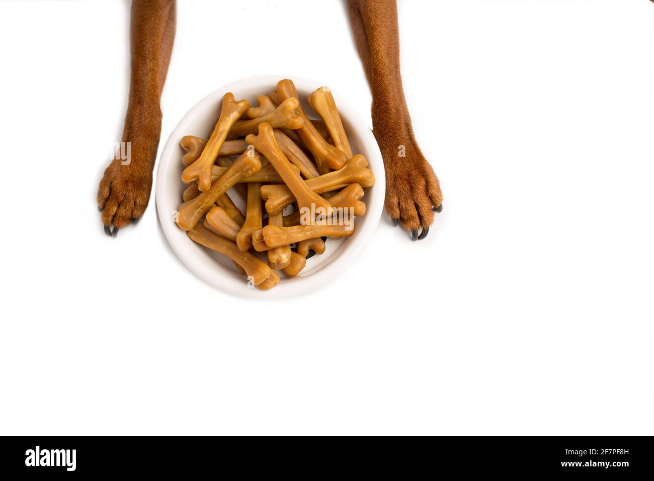 Primo piano di ossa marroni di cibo per cani, in una ciotola di cibo bianco, su uno sfondo bianco studio. Zampe marroni di un cucciolo. Foto Stock